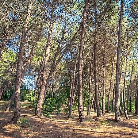Hotel Ad Un Passo Da Cisternino - Trulli Con Foresta, Bici E Bbq Ostuni
